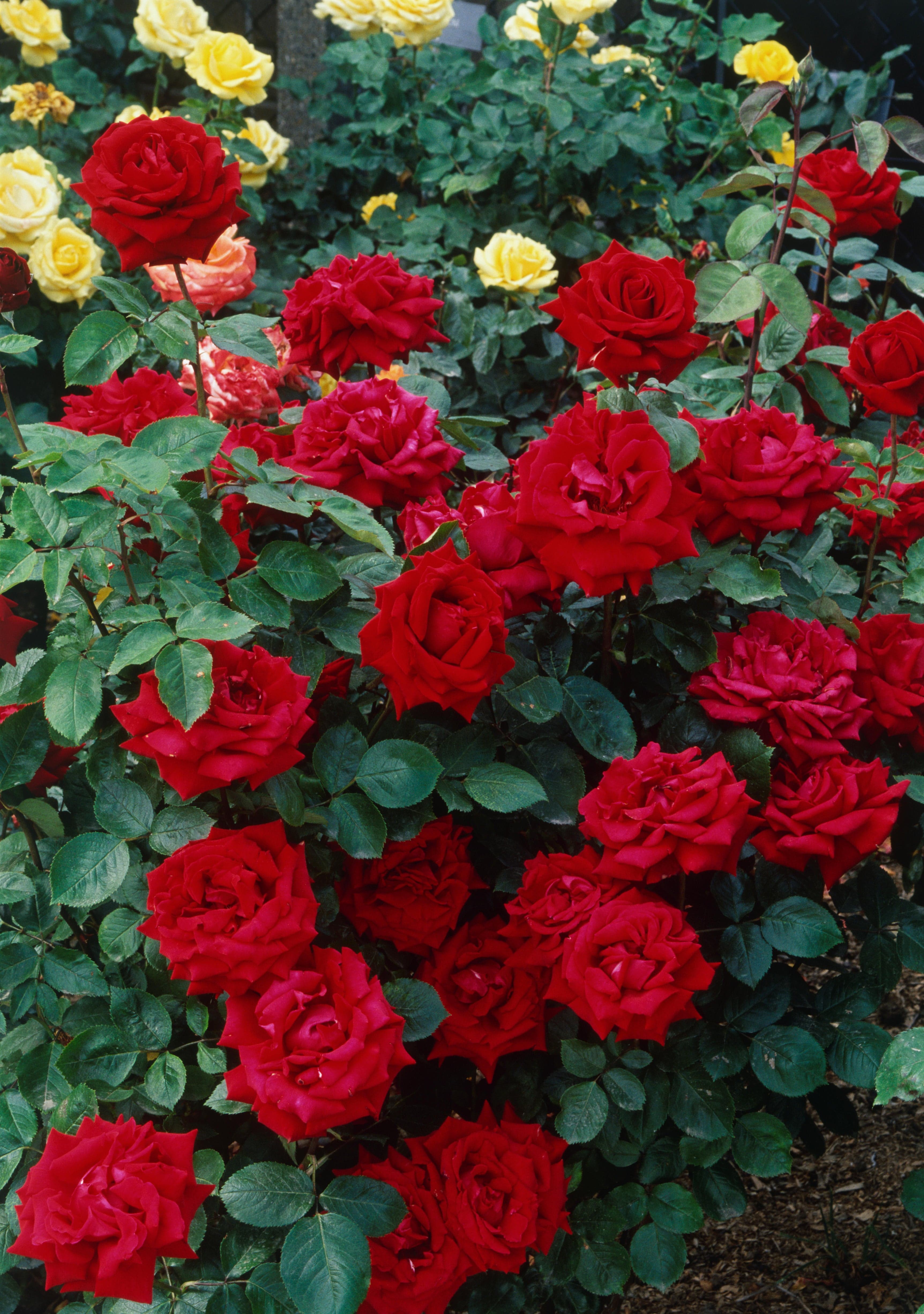 Ros 'Ingrid Bergman®'